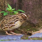 Japanese Quail - November 4.