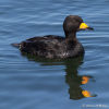 Black Scoter