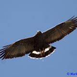 In flight -  Sierra Co.; 9 May 2009