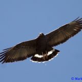 In flight - Sierra Co.; 9 May 2009
