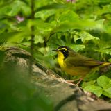 Kentucky Warbler