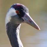 Common Crane