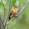 Buff-breasted Flycatcher