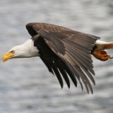 In flight in the Queen Charlotte Islands - June 2008