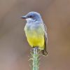 Cassin's Kingbird