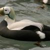 Spectacled Eider