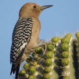 Male - Tucson, Arizona, US - April 17, 2010