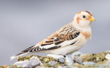 Blaine, WA, USA - Winter plumage - November 8, 2011