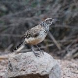 Cactus Wren