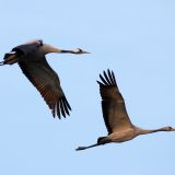 In flight