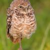 Burrowing Owl