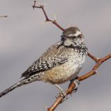 Cactus Wren