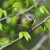 Philadelphia Vireo