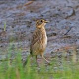 Brigantine NWR, Oceanville, New Jersey - July 31, 2008