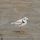 Piping Plover