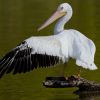 American White Pelican