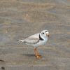 Piping Plover