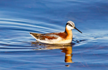 Wilson's Phalarope