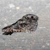 Common Poorwill