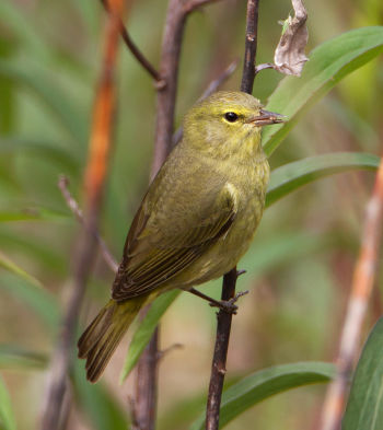 Orange-crowned Warbler