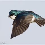 Tree Swallow in flight