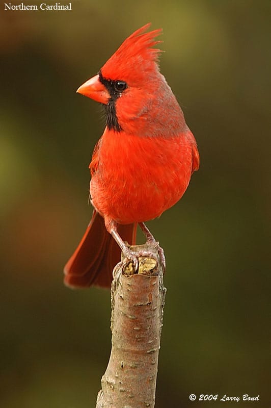 Northern Cardinal eBirdr