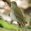 Gray-cheeked Thrush