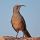 California Thrasher