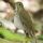 Gray-cheeked Thrush