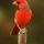 Northern Cardinal