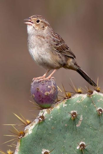 Cassin's Sparrow - February 21, 2012