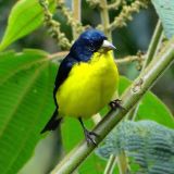 Male black-backed