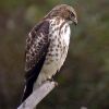 Broad-winged Hawk