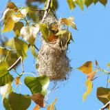 Female building nest