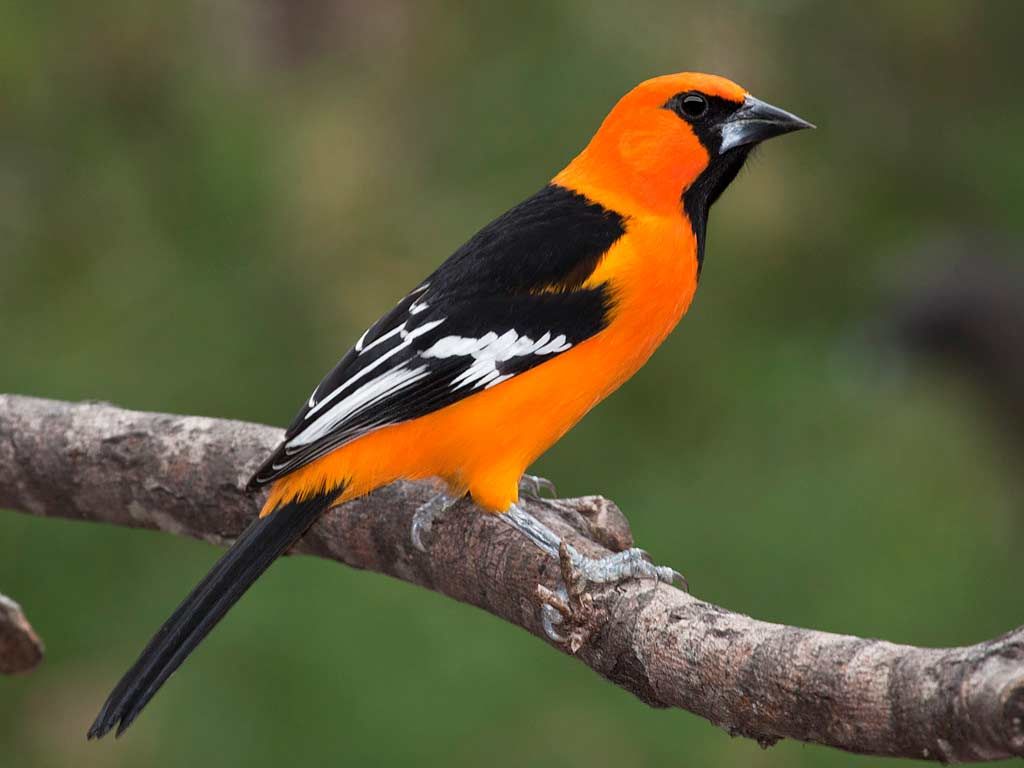 Altamira Oriole - eBirdr