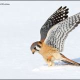 Male American Kestrel hunting in winter