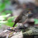 House Wren singing