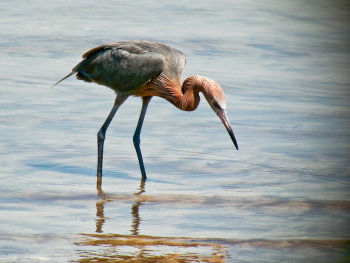 Reddish Egret