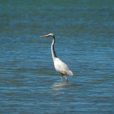 White Phase - Wurdermann's Heron