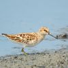 Broad-billed Sandpiper