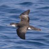 Audubon's Shearwater