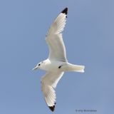 Black-legged Kittiwake