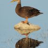 Mottled Duck