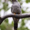 Common Cuckoo