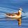 Wilson's Phalarope