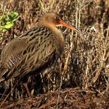 Muzzi Marsh in Corte Madera, - Stawberry Point, Mill Valley, CA, US