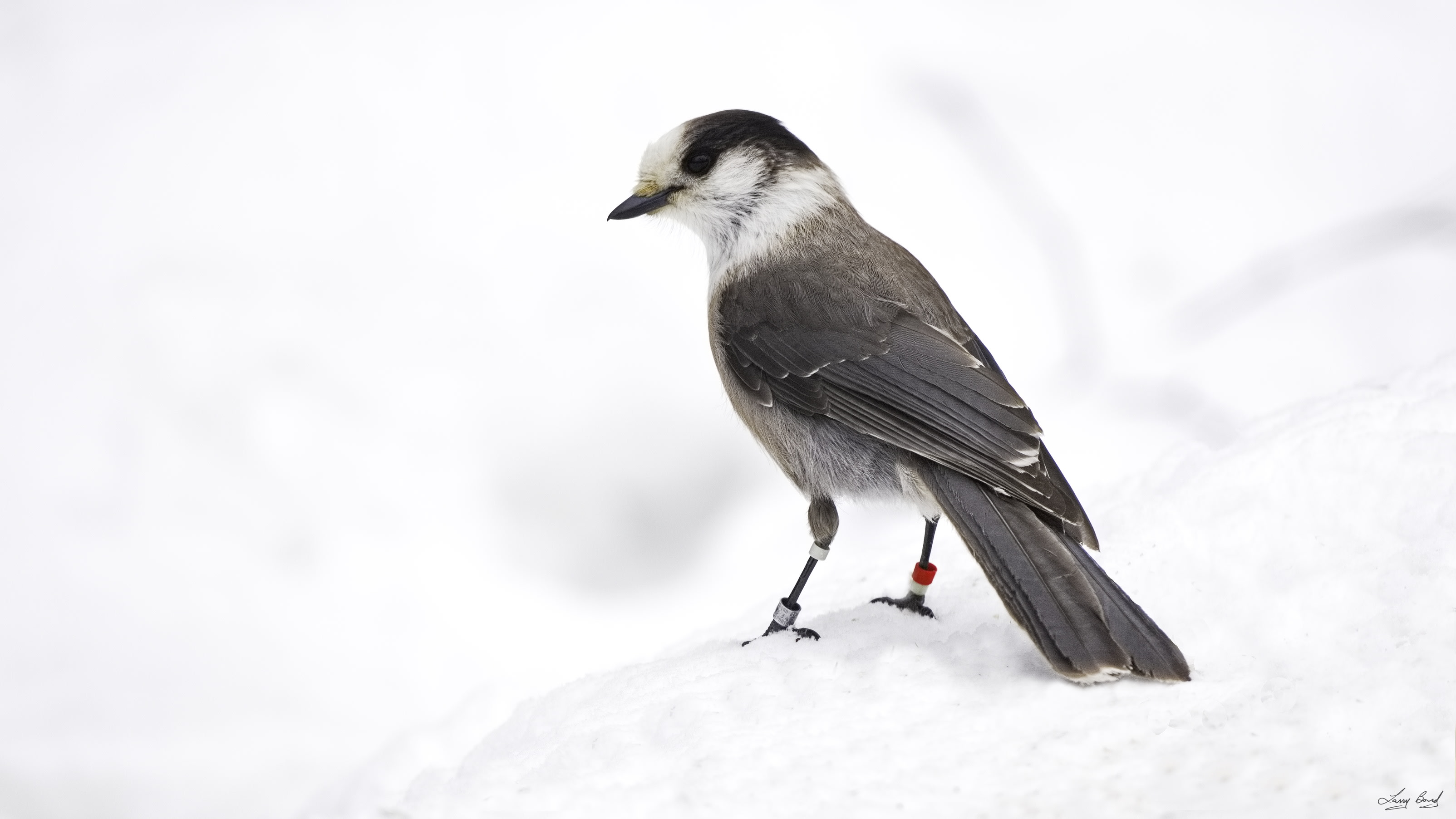 Canada Jay Ebirdr