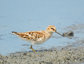 Breeding plumage