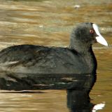 Eurasian Coot