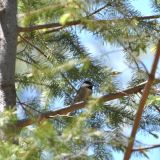 Mexican Chickadee